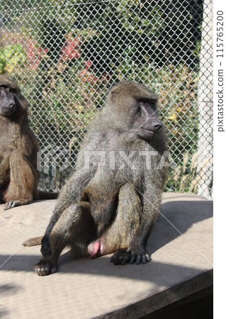 Anubis baboon (Doguera baboon) Anubis baboon (Doguera baboon) 115765200