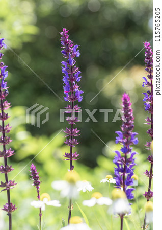 Clusters of chamomile and Salvia nemorosa Caradonna 115765205