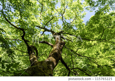 Fresh green of beech and sun leaves Fresh green of beech and sun leaves 115765225
