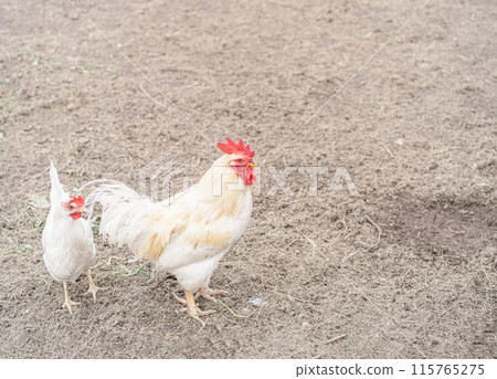 White Hen and cock on traditional rural barnyard 115765275