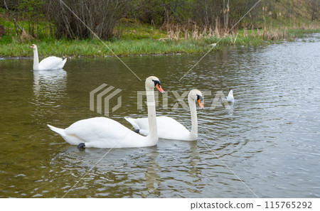 Swans in water. White swans. Beautiful white swans floating on the water. selective focus. High quality photo 115765292