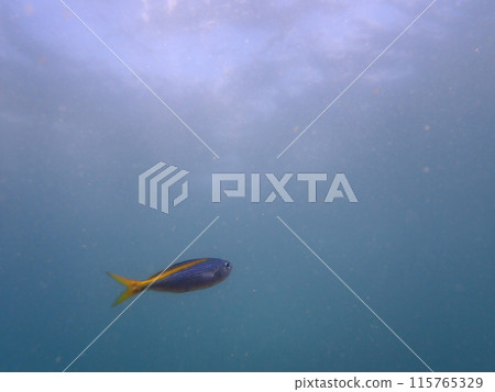A small fish A small fish 115765329