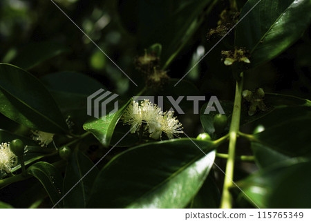 番石榴花 番石榴花 115765349