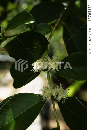 Guava flowers Guava flowers 115765351