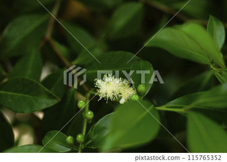 番石榴花 番石榴花 115765352