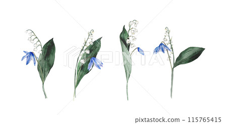 Set of bouquet of the light blue scillas and white lilies of the valley - first spring flowers with green leafs. Watercolor botanical illustration of lilac flowers. Hand drawn isolated on background. Set of bouquet of the light blue scillas and white lilies of the valley - first spring flowers with green leafs. Watercolor botanical illustration of lilac flowers. Hand drawn isolated on background. 115765415