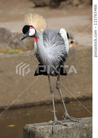White-crowned crane 115765466