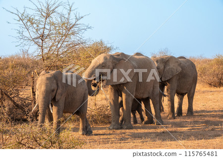 Family Herd of Elephants Walking in a Line in South Africa 115765481