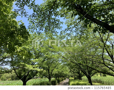 成排的櫻花樹和荷塘,綠意盎然 成排的櫻花樹和荷塘,綠意盎然 115765485
