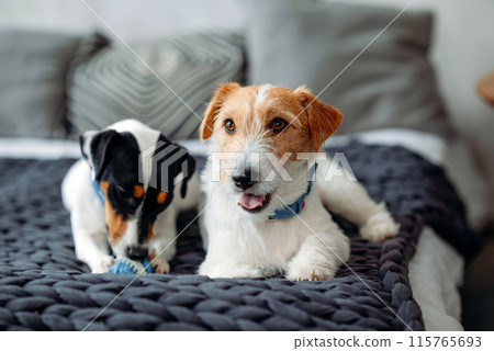 A two Jack Russell dogs is lying in a home bed close-up. 115765693