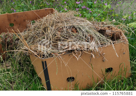 Hay for mulch is collected for use in gardening. Dry grass is collected in a box. Hay for mulch is collected for use in gardening. Dry grass is collected in a box. 115765881