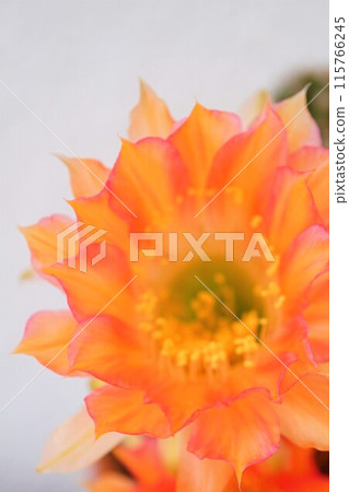 Cactus, Cactus, Flower Cactus, Cactus, Flower 115766245