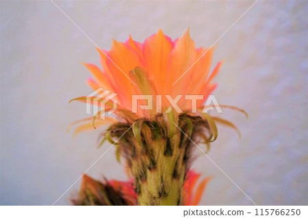 仙人掌 仙人掌花 115766250