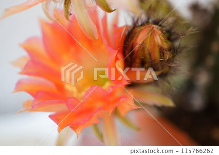 仙人掌 仙人掌花 仙人掌 仙人掌花 115766262