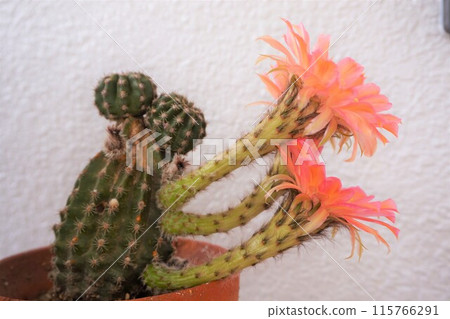 Cactus, Cactus, Flower 115766291