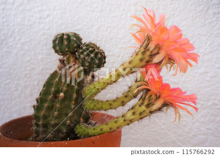 Cactus, Cactus, Flower 115766292
