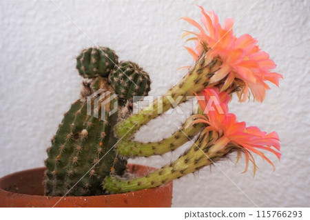 Cactus, Cactus, Flower 115766293