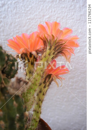 Cactus, Cactus, Flower 115766294