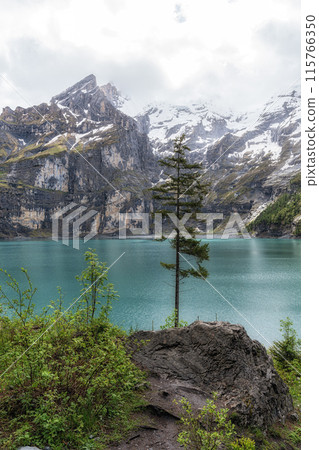 Tree in Oeschinensee Lake 115766350