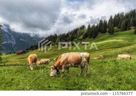 Cows in Grindelwald 115766377