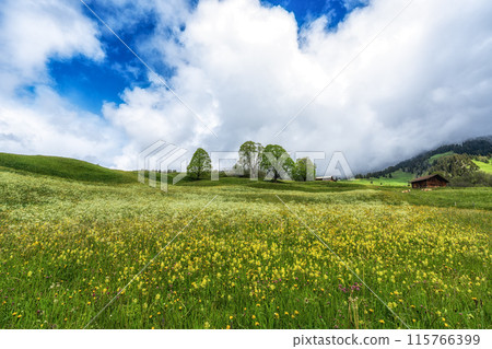 Grindelwald green valley and fields Grindelwald green valley and fields 115766399