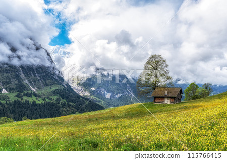 Wild flower fields in Grindelwald 115766415