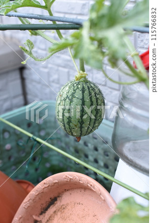Watermelon Harvest Watermelon Harvest 115766832