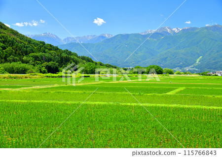 從長野縣伊那市三保眺望木曾岳岳（長野縣伊那市） [2024.6] 115766843