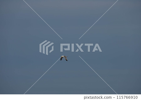 Bird, seagull, flying in the sky Bird, seagull, flying in the sky 115766910