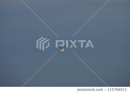 Bird, seagull, flying in the sky 115766911