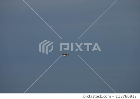 Bird, seagull, flying in the sky Bird, seagull, flying in the sky 115766912