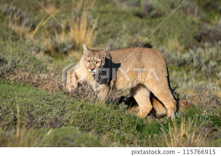 Puma hides guanaco carcase in bushy undergrowth Puma hides guanaco carcase in bushy undergrowth 115766915
