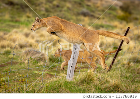 Puma jumps fence near another in grassland Puma jumps fence near another in grassland 115766919