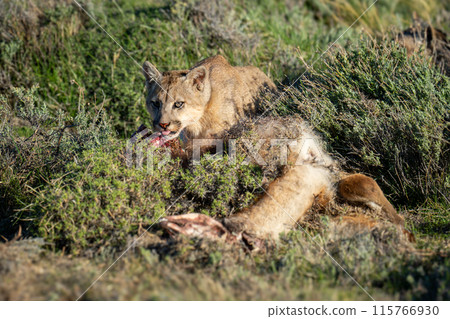 Puma lies beside guanaco kill with catchlight 115766930