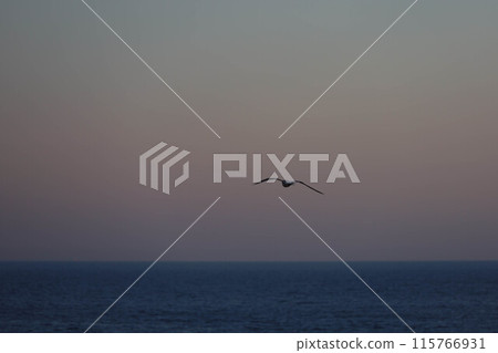 Seagull flying towards horizon during sunset 115766931