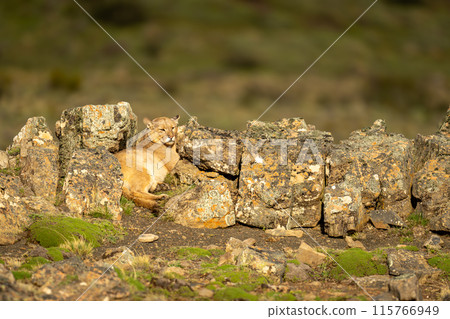 Puma lies between sunlit rocks on hilltop 115766949