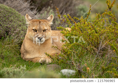 Puma lies in bushes staring at camera Puma lies in bushes staring at camera 115766965