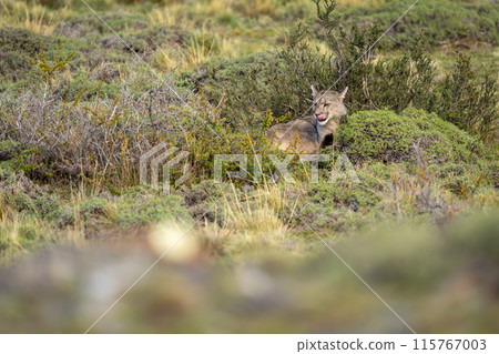Puma lies in thick undergrowth licking lips 115767003