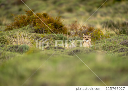 Puma lies poking head up over bushes 115767027