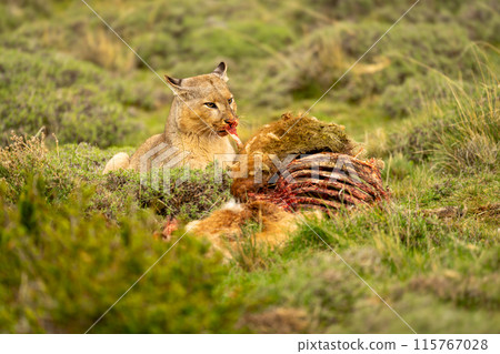 Puma lies pulling flesh from guanaco kill Puma lies pulling flesh from guanaco kill 115767028