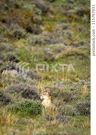 Puma lies scanning pre-Andean scrubland in sunlight Puma lies scanning pre-Andean scrubland in sunlight 115767031