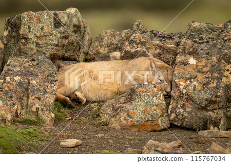 Puma lies sheltering behind rocks on ridge 115767034