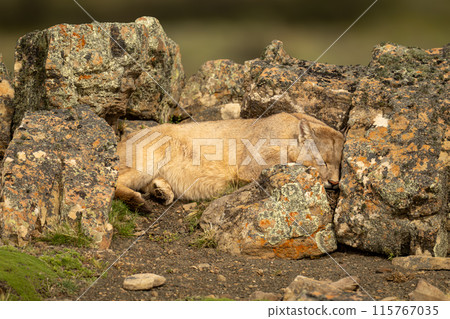 Puma lies sleeping among rocks on ridge Puma lies sleeping among rocks on ridge 115767035