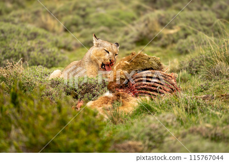 Puma lies with guanaco kill on hillside 115767044