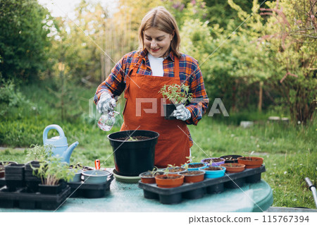 Happy 30s woman gardener in gloves waters pot with organic tomato vegetables. Gardener woman in apron and protective gloves plants tomato seedlings in a big pot. Planting and gardening concept. Happy 30s woman gardener in gloves waters pot with organic tomato vegetables. Gardener woman in apron and protective gloves plants tomato seedlings in a big pot. Planting and gardening concept. 115767394