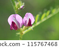 烏鴉豌豆花緊密地綻放 115767468