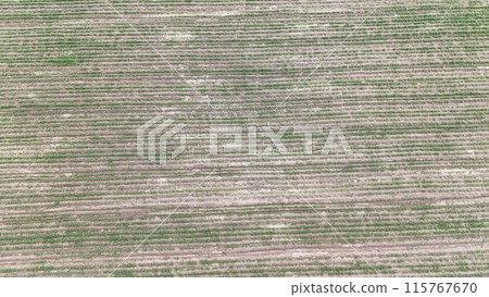 Agricultural Fileds aerial view Thailand countryside	 115767670