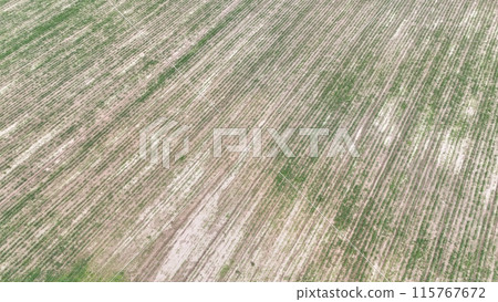 Agricultural Fileds aerial view Thailand countryside	 115767672