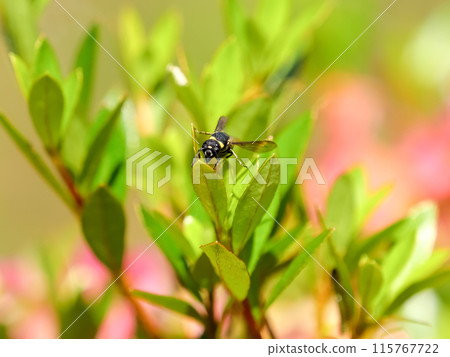 波特黃蜂 波特黃蜂 115767722
