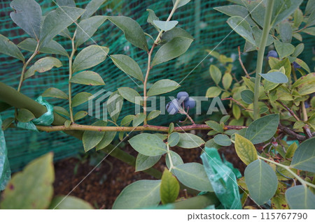 藍莓 藍莓 115767790